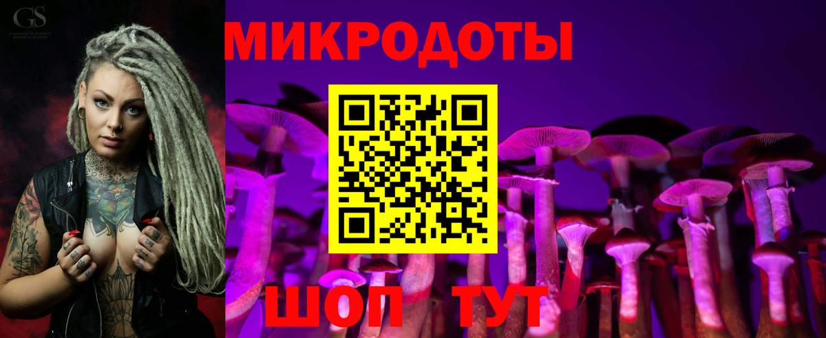 Галлюциногенные грибы Psilocybe Тимашёвск